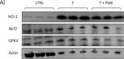 Fig.7.A showing Western Blotting from the publication: Preclinical evaluation of waste-derived pomegranate extract (PWE) as a potential preventing and therapeutic agent for benign prostatic hyperplasia.