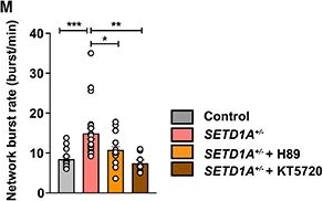 Fig.5.M from the publication: Loss-of-function variants in the schizophrenia risk gene SETD1A alter neuronal network activity in human neurons through the cAMP/PKA pathway.