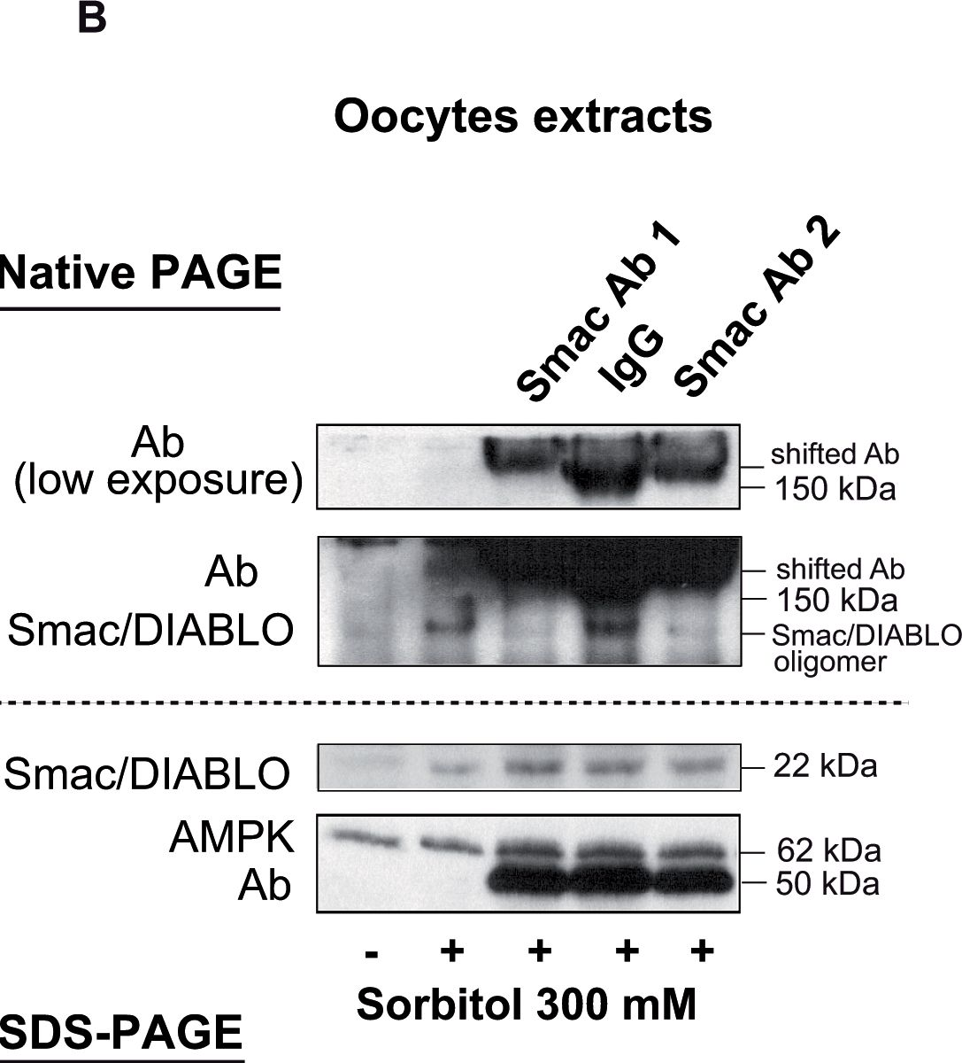 Fig.3.B showing Western Blotting in a Xenopus laevis (African clawed frog) sample from the publication: Osmostress-induced apoptosis in Xenopus oocytes: role of stress protein kinases, calpains and Smac/DIABLO.