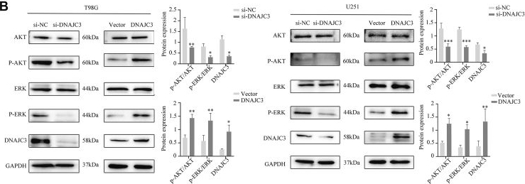 Fig.4.B showing Western Blotting from the publication: The role of DNAJC3 in enhancing glioma progression and regulating the tumor immune microenvironment.