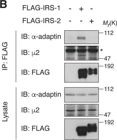 Fig.1.B showing Western Blotting in a Homo sapiens (Human) sample from the publication: IRS-1 acts as an endocytic regulator of IGF-I receptor to facilitate sustained IGF signaling.