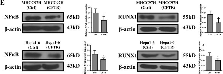 Fig.6.E showing Western Blotting from the publication: CFTR-driven immune microenvironment reprogramming synergizes with anti-PD-L1 antibody in hepatocellular carcinoma.