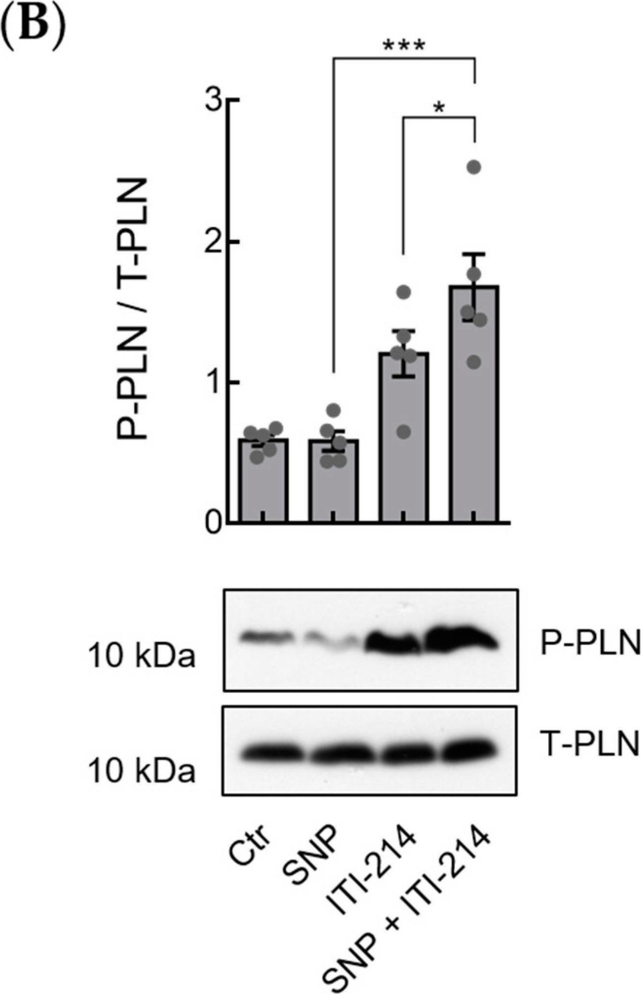 Fig.6.B showing Western Blotting from the publication: Role of Phosphodiesterase 1 in the Regulation of Real-Time cGMP Levels and Contractility in Adult Mouse Cardiomyocytes.