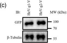 Fig.2.C showing Western Blotting from the publication: Hendra virus genotypes 1 and 2 differ in V protein-mediated immune evasion.