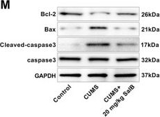 Fig.4.M showing Western Blotting in a Mus musculus (House mouse) sample from the publication: Salvianolic acid B alleviates depression-like behaviors by reducing neuronal injury and promoting neurogenesis in a manner associated with JAK-STAT signaling pathway inhibition.