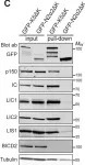 Fig.1.C showing Western Blotting from the publication: The meiotic LINC complex component KASH5 is an activating adaptor for cytoplasmic dynein.