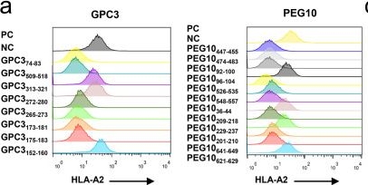 Fig.2.A showing Flow cytometry/Cell sorting in a Homo sapiens (Human) sample from the publication: GPC3 and PEG10 peptides associated with placental gp96 elicit specific T cell immunity against hepatocellular carcinoma.