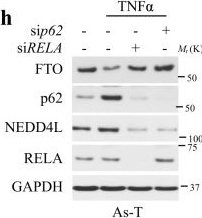 Autophagy of the m6A mRNA demethylase FTO is impaired by low-level arsenic exposure to promote tumorigenesis.