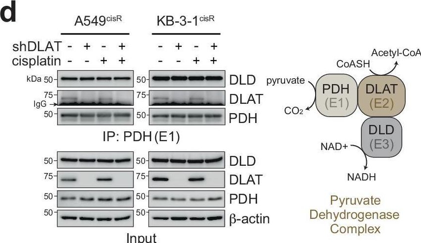Fig.2.D showing Western Blotting from the publication: Non-canonical dihydrolipoyl transacetylase promotes chemotherapy resistance via mitochondrial tetrahydrofolate signaling.