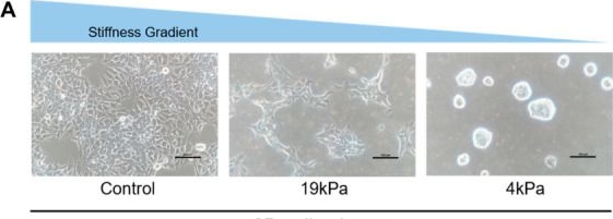 Fig.2.A showing Immunohistochemistry from the publication: Reversible Mechano-Regulation of Cellular Senescence: Effects of Substrate Stiffness on Cells.