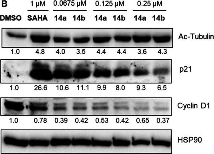 Fig.5.B showing Western Blotting in a Homo sapiens (Human) sample from the publication: Development of Biphenyl-Substituted Uracil-Based Hydroxamic Acids (UBHAs) as Potent HDAC Inhibitors with Pro-Apoptotic Activity in Leukemia and Prostate Cancer Cells.