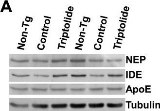 Fig.6.A showing Western Blotting in a Mus musculus (House mouse) sample from the publication: Triptolide preserves cognitive function and reduces neuropathology in a mouse model of Alzheimer's disease.