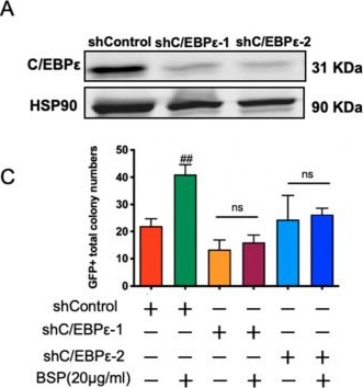 Fig.5.A showing Western Blotting from the publication: Bletilla Striata Polysaccharide Alleviates Neutropenia by Promoting C/EBPε-Dependent Hematopoietic Reconstitution.