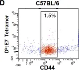 Fig.1.D showing Flow cytometry/Cell sorting from the publication: Induction of blood brain barrier tight junction protein alterations by CD8 T cells.