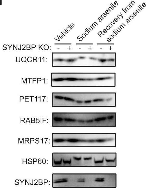 Fig.7.F showing Western Blotting in a Homo sapiens (Human) sample from the publication: Spatiotemporally-resolved mapping of RNA binding proteins via functional proximity labeling reveals a mitochondrial mRNA anchor promoting stress recovery.