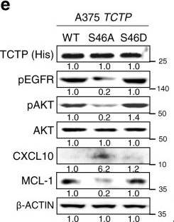 Fig.5.E showing Western Blotting in a Homo sapiens (Human) sample from the publication: Targeting TCTP sensitizes tumor to T cell-mediated therapy by reversing immune-refractory phenotypes.