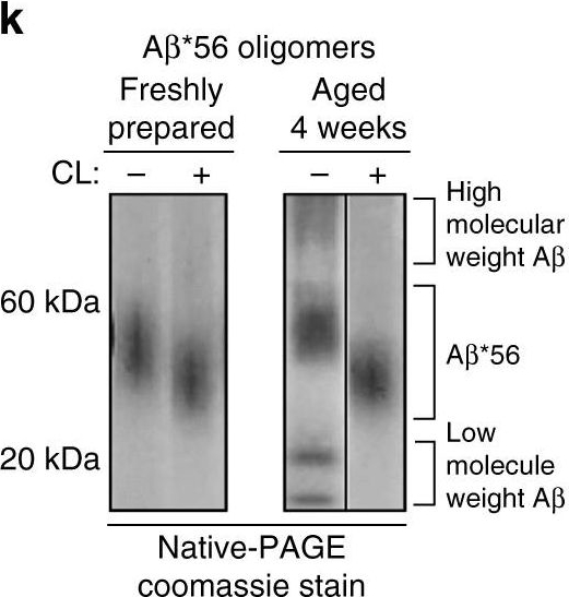 Fig.2.K showing Western Blotting in a Homo sapiens (Human) sample from the publication: A common mechanism of proteasome impairment by neurodegenerative disease-associated oligomers.