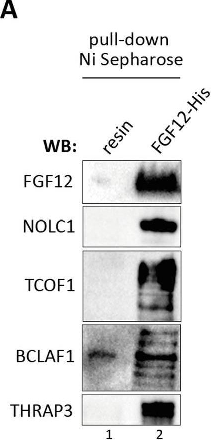 Fig.2.A showing Western Blotting in a Homo sapiens (Human) sample from the publication: FGF12 is a novel component of the nucleolar NOLC1/TCOF1 ribosome biogenesis complex.