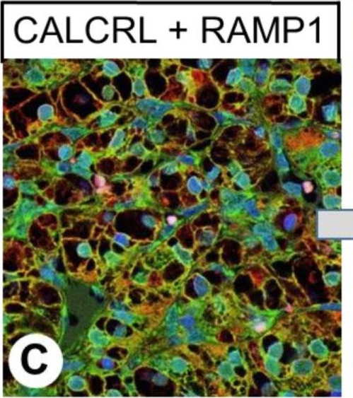 RAMP1 antibodies - Antibody search engine - CiteAb