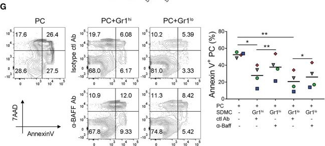 Fig.6.G showing Flow cytometry/Cell sorting in a Mus musculus (House mouse) sample from the publication: An Inflammatory Loop Between Spleen-Derived Myeloid Cells and CD4+ T Cells Leads to Accumulation of Long-Lived Plasma Cells That Exacerbates Lupus Autoimmunity.