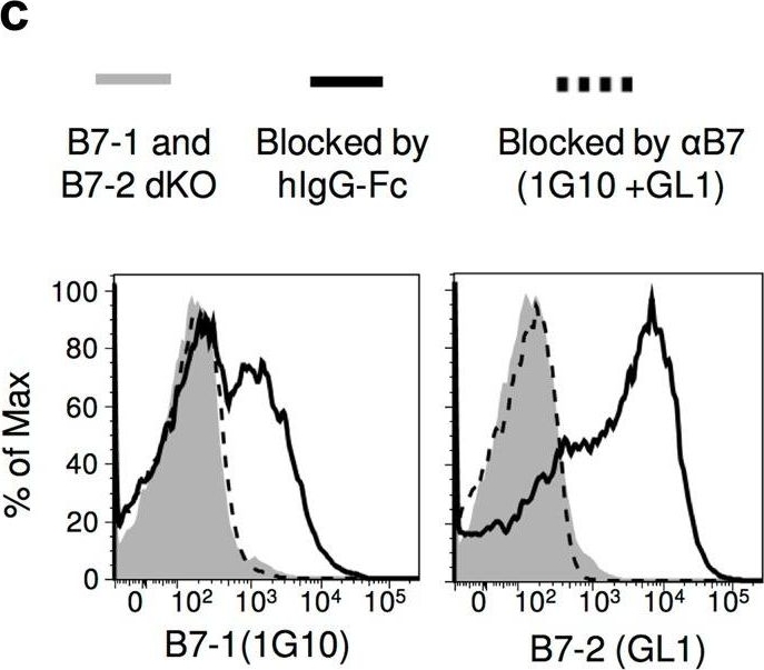 Fig.9.C showing In vitro experiments in a Mus musculus (House mouse) sample from the publication: A reappraisal of CTLA-4 checkpoint blockade in cancer immunotherapy.