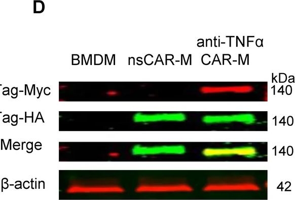 Fig.1.D showing Western Blotting from the publication: Targeted phagocytosis of TNF-α by CAR macrophages restores immune homeostasis in arthritis.
