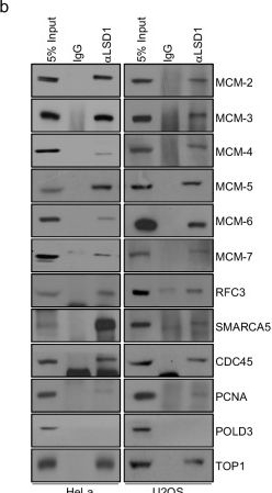 Fig.1.B showing Western Blotting in a Homo sapiens (Human) sample from the publication: LSD1 is required for euchromatic origin firing and replication timing.