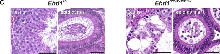 Fig.2.C showing Immunohistochemistry in a Mus musculus (House mouse) sample from the publication: A missense mutation in Ehd1 associated with defective spermatogenesis and male infertility.