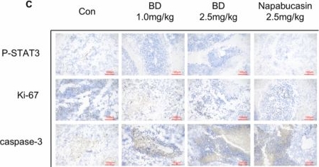 Fig.7.C showing Immunohistochemistry in a Mus musculus (House mouse) sample from the publication: Inhibition of STAT3-mediated glycolysis by bruceine D suppresses non-small-cell lung cancer progression in vitro and in vivo.