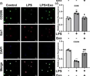 Fig.3.I showing Immunocytochemistry-immunofluorescence in a Mus musculus (House mouse) sample from the publication: Human umbilical cord mesenchymal stem cell-derived exosomes attenuate neuroinflammation and oxidative stress through the NRF2/NF-κB/NLRP3 pathway.