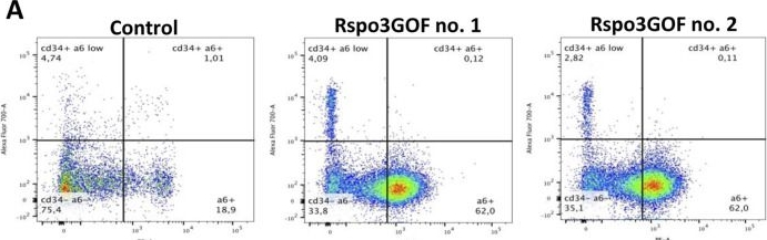 Fig.5.A showing Flow cytometry/Cell sorting in a Mus musculus (House mouse) sample from the publication: The overexpression of R-spondin 3 affects hair morphogenesis and hair development along with the formation and maturation of the hair follicle stem cells.