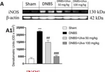 Fig.4.A showing Western Blotting from the publication: Ulva pertusa, a Marine Green Alga, Attenuates DNBS-Induced Colitis Damage via NF-κB/Nrf2/SIRT1 Signaling Pathways.