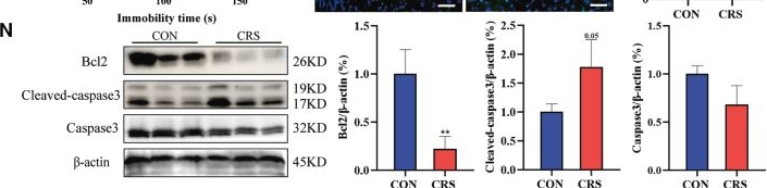 Fig.1.N showing Western Blotting from the publication: Chronic psychological stress disrupts liver homeostasis by dysregulating oxidative phosphorylation via the PI3K/AKT/FoxO3a axis.