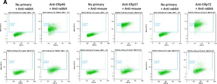 Fig.7.A showing Flow cytometry/Cell sorting from the publication: A fusion peptide in preS1 and the human protein disulfide isomerase ERp57 are involved in hepatitis B virus membrane fusion process.