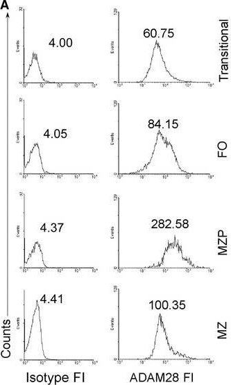 Fig.5.A showing Flow cytometry/Cell sorting in a Mus musculus (House mouse) sample from the publication: CD19 regulates ADAM28-mediated Notch2 cleavage to control the differentiation of marginal zone precursors to MZ B cells.