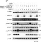 Phospho-RIP (Ser166) (D1L3S) Rabbit Monoclonal Antibody | Cell