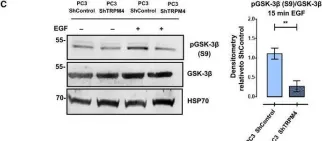 Fig.7.C showing Western Blotting from the publication: TRPM4 regulates Akt/GSK3-β activity and enhances β-catenin signaling and cell proliferation in prostate cancer cells.
