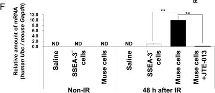 Fig.5.F from the publication: Stem Cell Therapy Using Bone Marrow-Derived Muse Cells Repairs Radiation-Induced Intestinal Injury Through Their Intestine-Homing via Sphingosine Monophosphate-Sphingosine Monophosphate Receptor 2 Interaction.