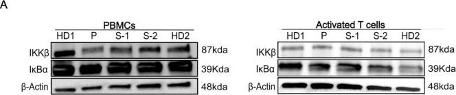 しばページ IkappaB alpha (L35A5) Mouse Monoclonal Antibody (Amino-terminal