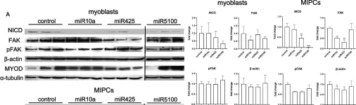 Fig.4.A showing Western Blotting from the publication: SDF-1 and NOTCH signaling in myogenic cell differentiation: the role of miRNA10a, 425, and 5100.