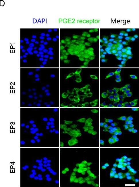 Fig.5.D showing Immunocytochemistry-immunofluorescence from the publication: The Kv2.2 channel mediates the inhibition of prostaglandin E2 on glucose-stimulated insulin secretion in pancreatic β-cells.