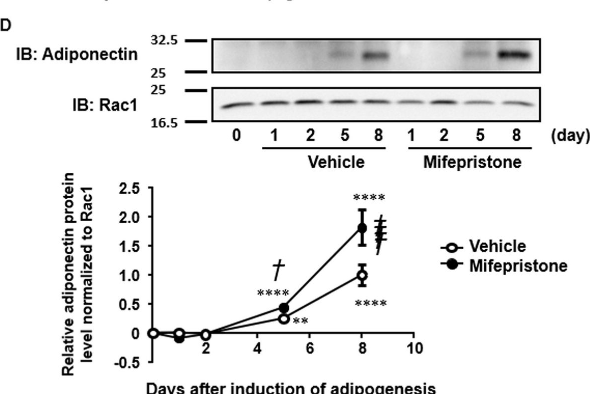 Fig.1.D showing Western Blotting in a Mus musculus (House mouse) sample from the publication: Effects of mifepristone on adipocyte differentiation in mouse 3T3-L1 cells.