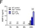 Fig.3.F showing Enzyme-linked immunosorbent assay from the publication: Endogenous SLPI contributes to the regulation of inflammatory responses in peritoneal macrophages by modulating MMP-9 production.