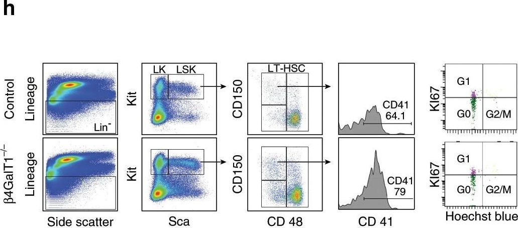 Fig.2.H showing Flow cytometry/Cell sorting in a Mus musculus (House mouse) sample from the publication: β4GALT1 controls β1 integrin function to govern thrombopoiesis and hematopoietic stem cell homeostasis.