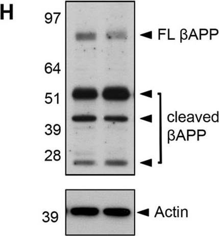 Fig.4.H showing Western Blotting in a Mus musculus (House mouse) sample from the publication: Nogo receptor 1 regulates Caspr distribution at axo-glial units in the central nervous system.