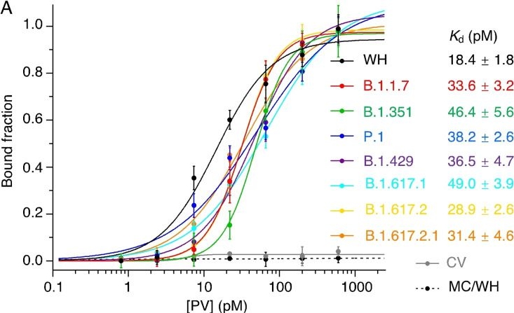 Fig.6.A from the publication: A Universal DNA Aptamer that Recognizes Spike Proteins of Diverse SARS-CoV-2 Variants of Concern.