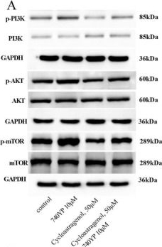 Fig.8.A showing Western Blotting from the publication: Cycloastragenol Inhibits Colorectal Cancer Cell Metastasis via Epithelial-Mesenchymal Transition and the PI3K Signalling Pathway.
