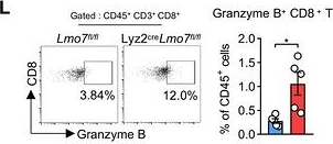 Fig.4.L showing Flow cytometry/Cell sorting in a Mus musculus (House mouse) sample from the publication: LMO7 Suppresses Tumor-Associated Macrophage Phagocytosis of Tumor Cells Through Degradation of LRP1.