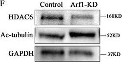 Fig.4.F showing Western Blotting in a Mus musculus (House mouse) sample from the publication: Arf1 GTPase Regulates Golgi-Dependent G2/M Transition and Spindle Organization in Oocyte Meiosis.