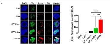 Fig.4.D showing Immunocytochemistry-immunofluorescence from the publication: LigA formulated in AS04 or Montanide ISA720VG induced superior immune response compared to alum, which correlated to protective efficacy in a hamster model of leptospirosis.